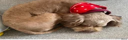 Cockapoo dogs for sale: Beautiful red Cockapoo  in Weston-super-Mare - Advert 5