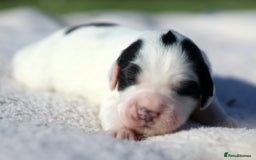 Sprocker dogs for sale: Sprocker ready to steal your heart & your slippers - Image 10