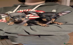 Russian Toy Terrier dogs for sale: Russian toy terrier cross Prague ratter - Image 5