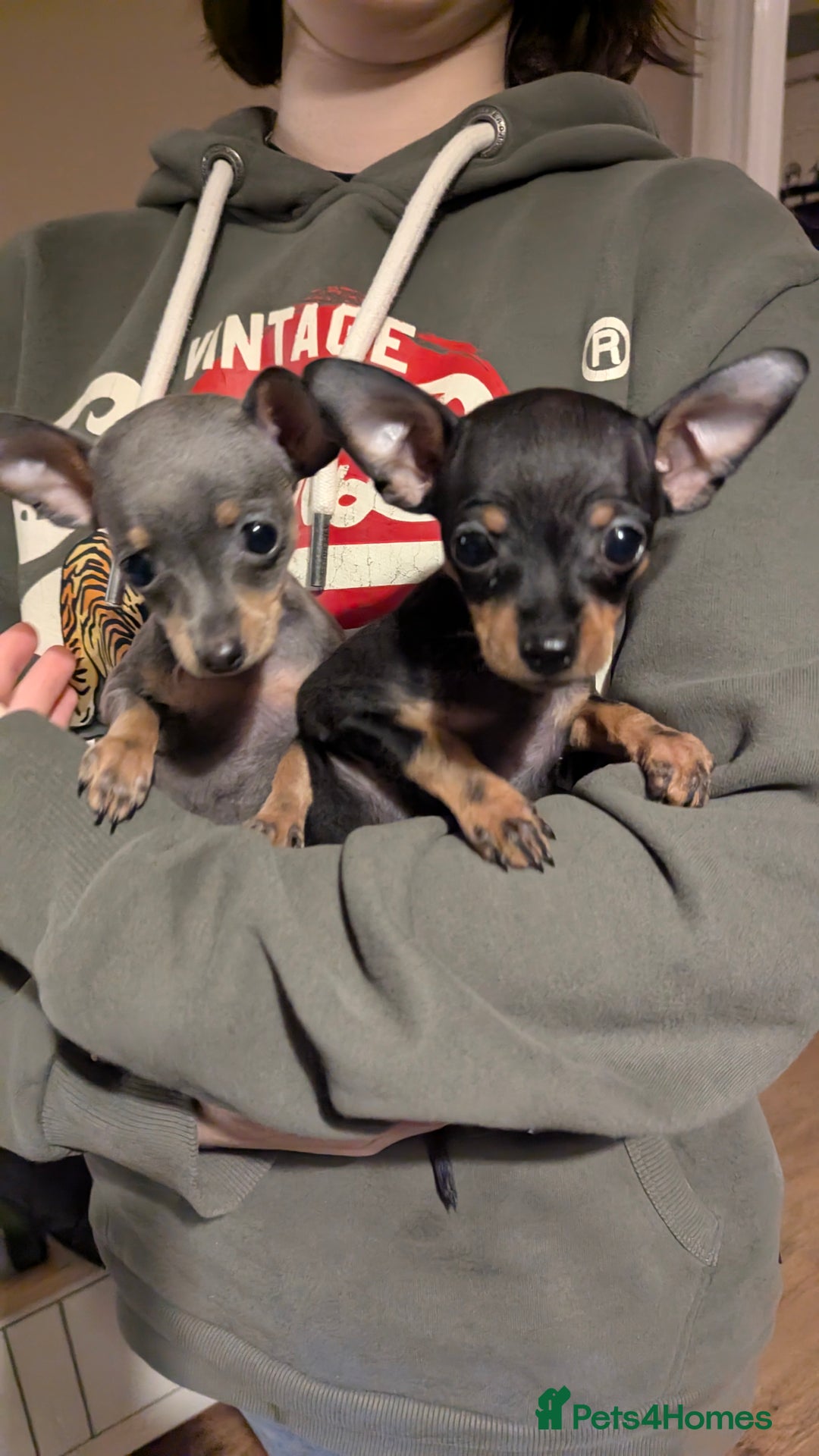 Russian Toy Terrier dogs for sale: Russian toy terrier cross Prague ratter - Image 5