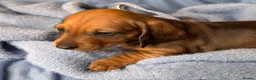 Dachshund dogs for sale: Long & Short haired Sable crea Dachshund puppies  - Advert 11