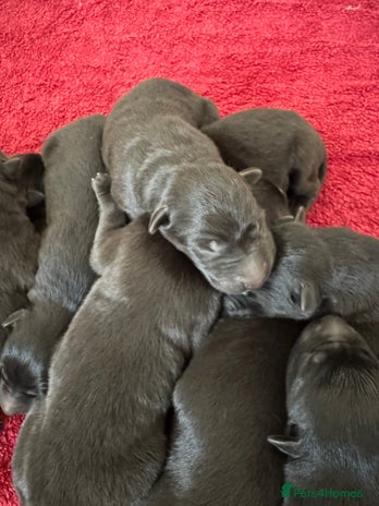 German Shepherd dogs - Advert 4