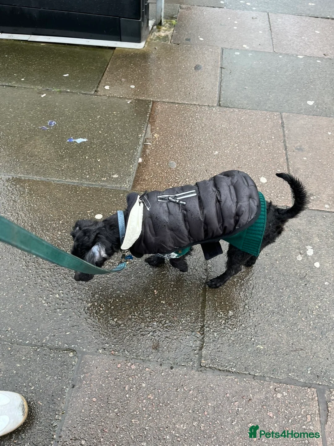 Yorkiepoo dogs for sale: 2 year old male Yorkiepoo for sale  - Advert 6