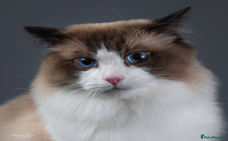Ragdoll cats - Advert 4