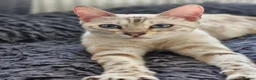 Bengal cats for sale: Silver tica registered bengals - Advert 5