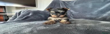 Yorkshire Terrier Puppy 3