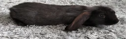 Mixed Breed rabbits for sale: Cute & Loving French x Mini Lop Ready!!! - Advert 10