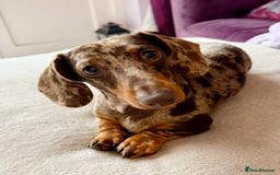 Miniature Dachshund dogs for stud: Chocolate Dapple Miniature Dachshund *STUD* - Image 1