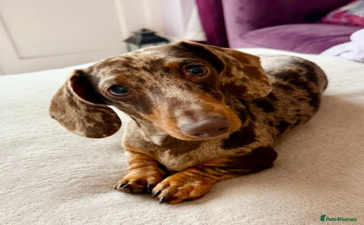 Miniature Dachshund dogs - Advert 2