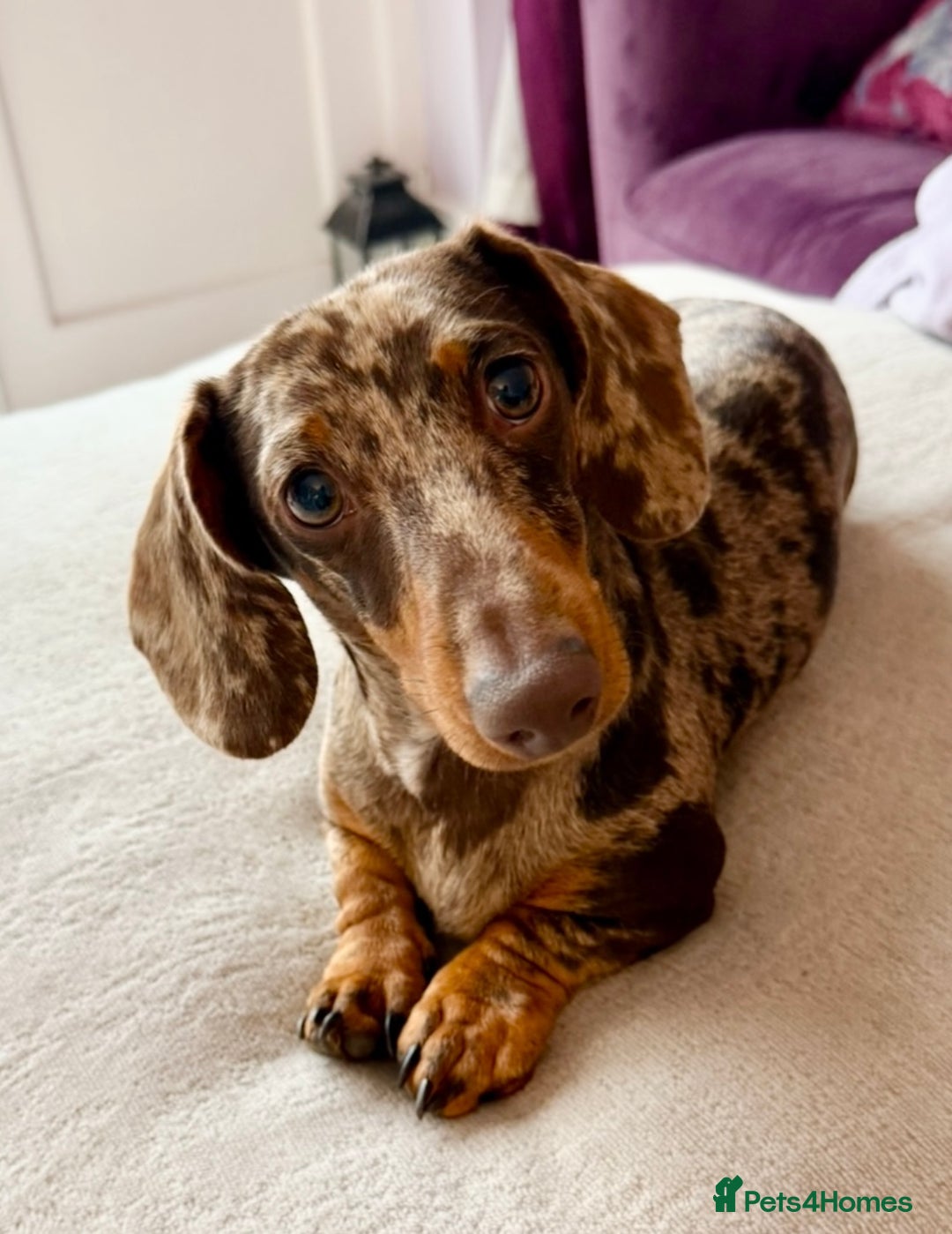 Miniature Dachshund dogs for stud: Chocolate Dapple Miniature Dachshund *STUD* - Image 1