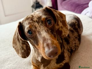 Miniature Dachshund dogs Chocolate Dapple Miniature Dachshund *PROVEN* - Advert 7