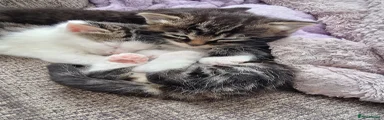 Domestic Shorthair Kitten 2