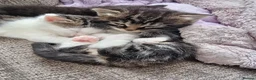 Domestic Shorthair cats for sale: Three kittens looking for the best homes in Spalding - Advert 6