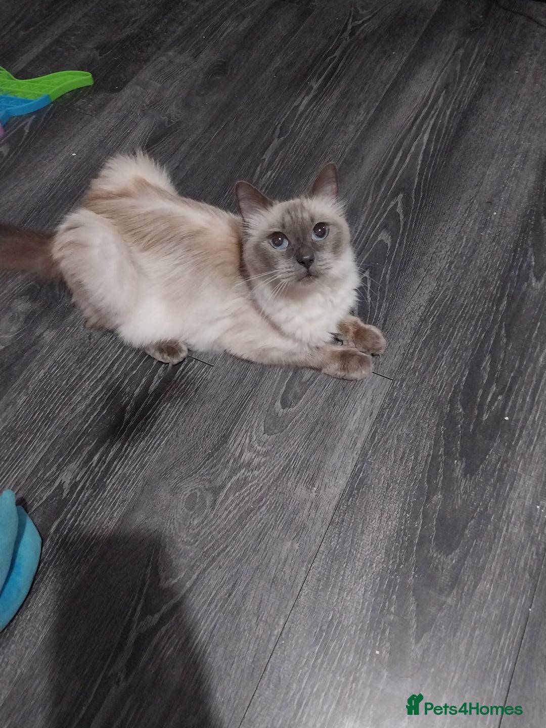 Ragdoll cats for sale: Male bluepoint ragdoll  - Image 5