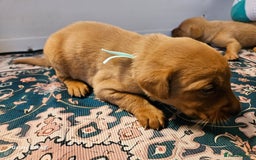 Labrador Retriever dogs for sale: KC REG Stunning Litter Fully Health Tested Parents - Image 22