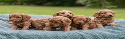 Australian Labradoodle dogs for sale: Australian Labradoodle puppies - Advert 13