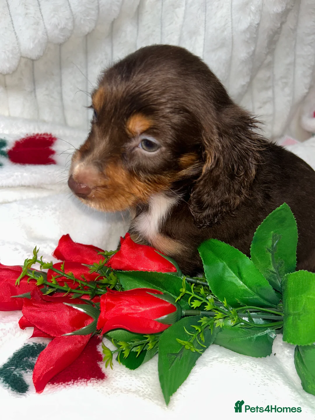 Miniature Dachshund dogs for sale: Miniature dachshund  - Advert 7