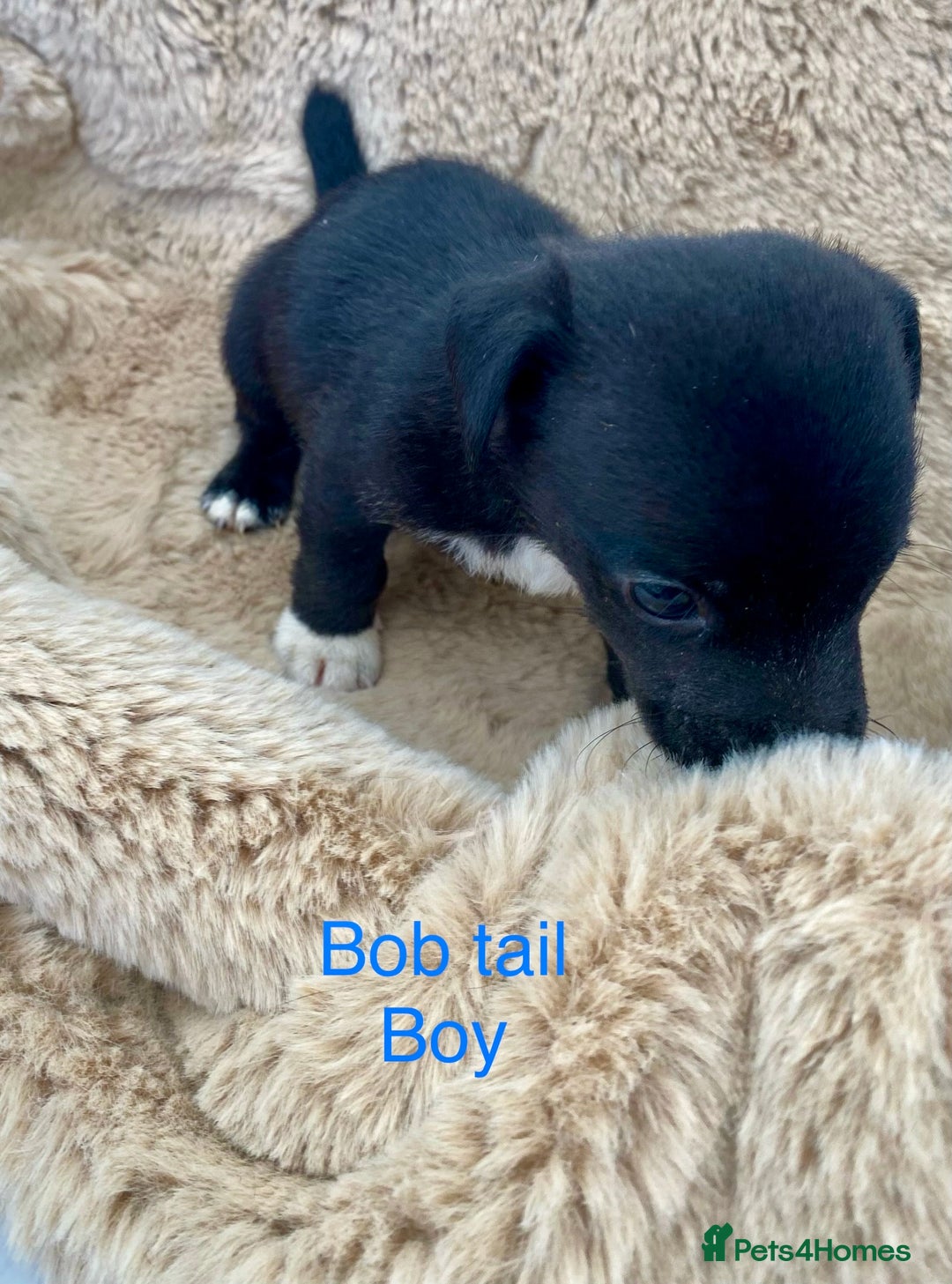 Jack Russell dogs for sale: Bob tail jacks  - Image 10