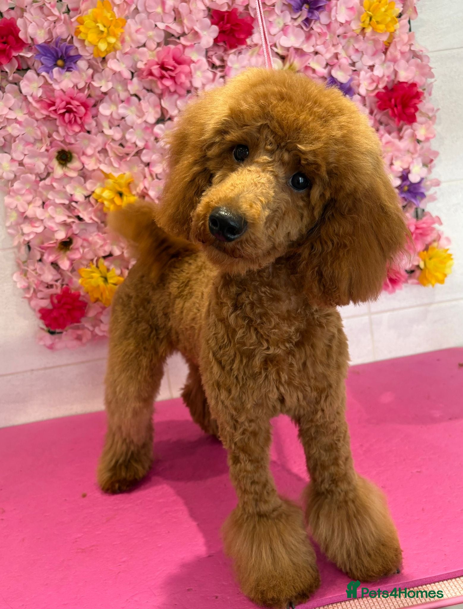 Miniature Poodle dogs Miniature Poodle Puppies - Advert 2