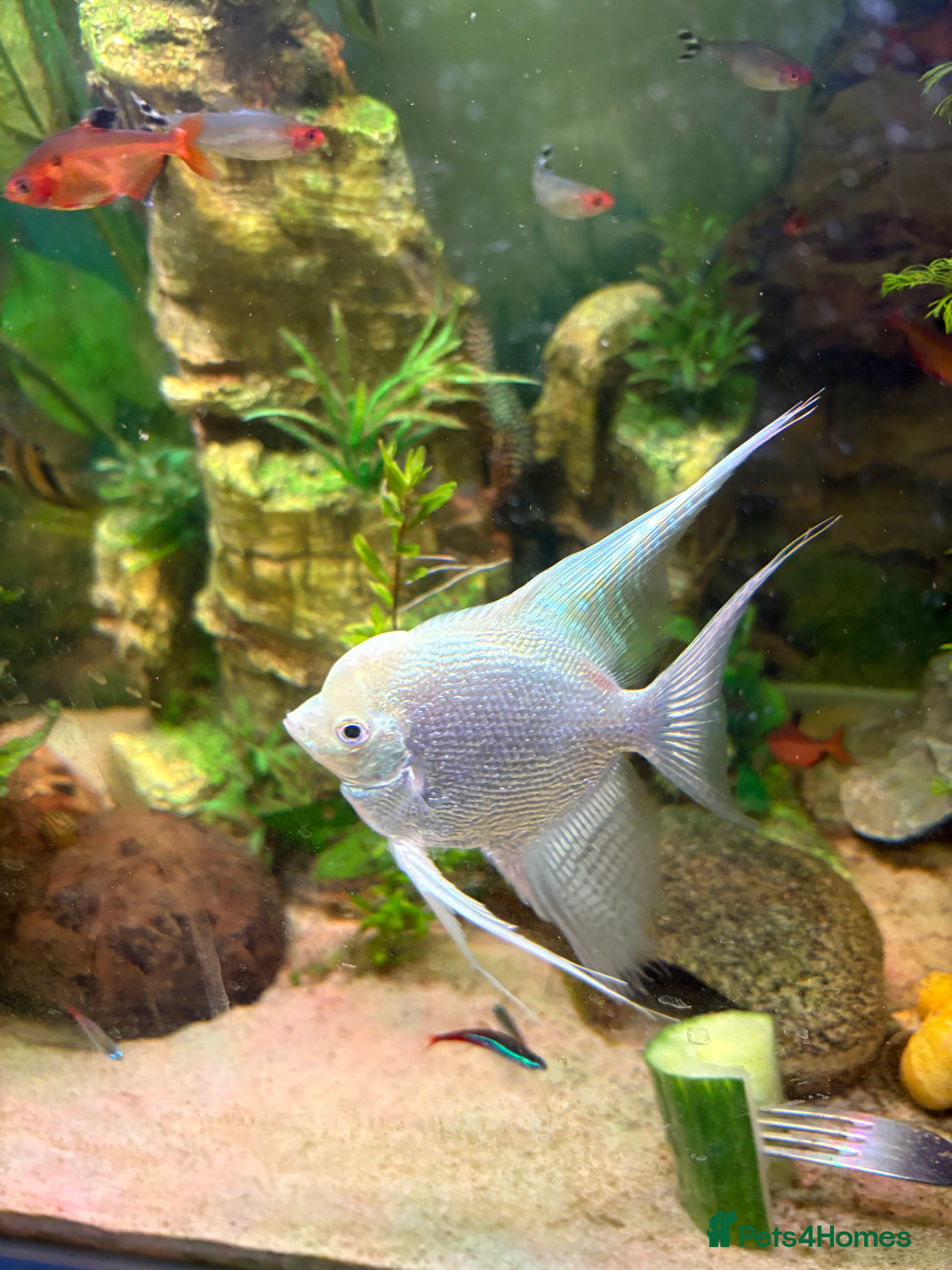 Angelfish fish Platinum Angel fish - Advert 6