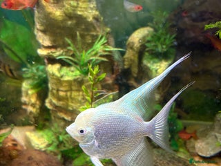 Angelfish fish Platinum Angel fish - Advert 6