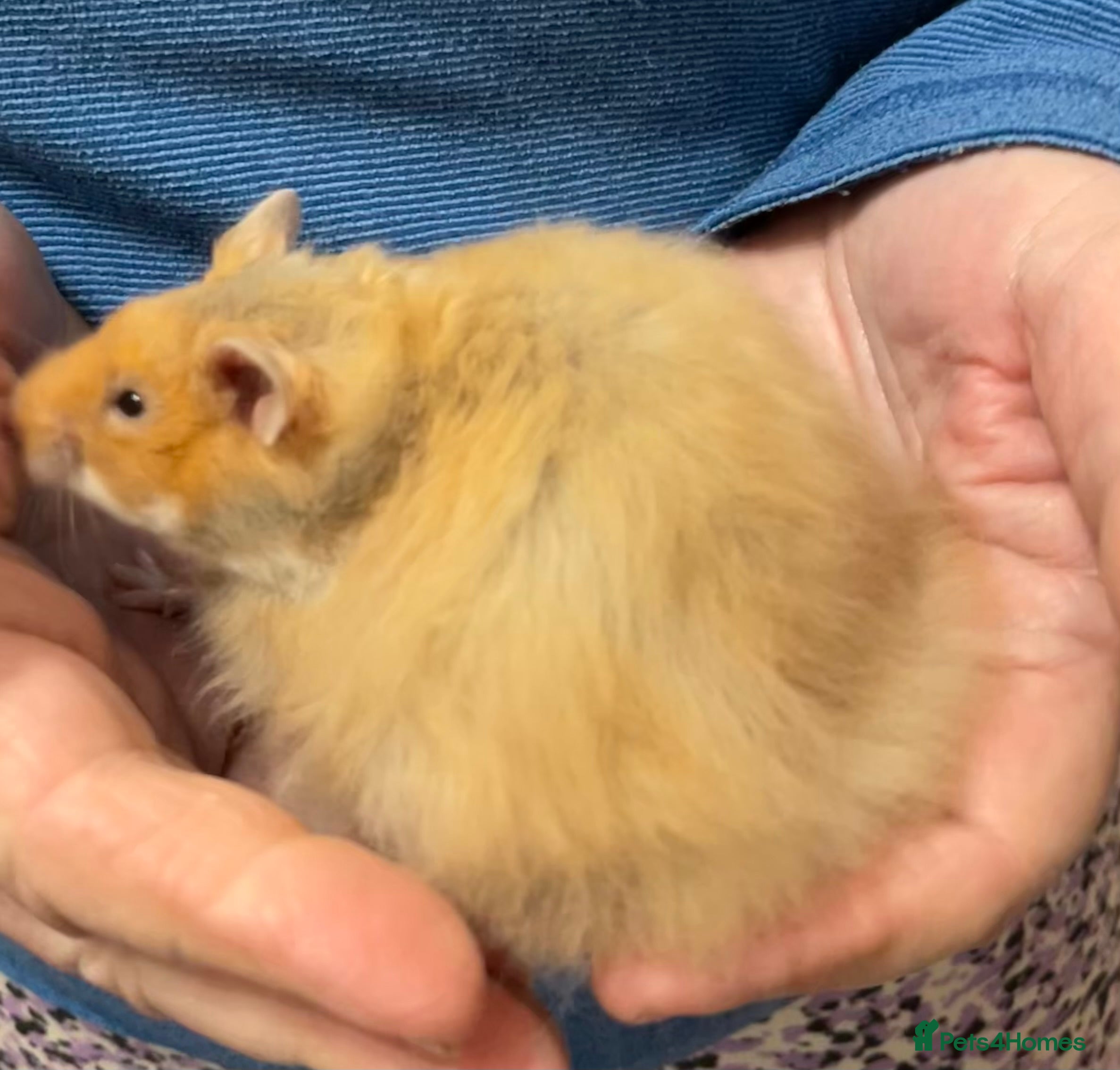 Hamster rodents Baby male Syrian hamsters from show stock  - Advert 21