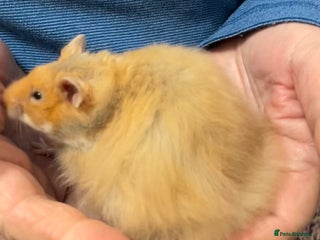 Hamster rodents Baby male Syrian hamsters from show stock - Advert 21