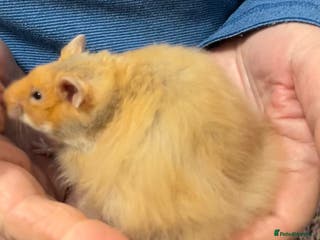 Hamster rodents Baby male Syrian hamsters from show stock - Advert 7