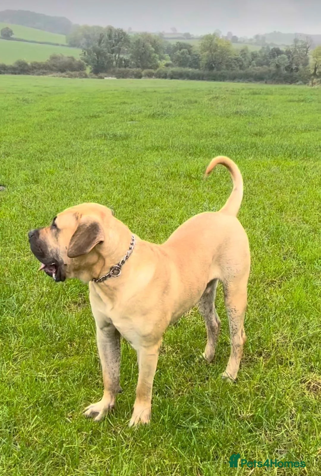 Presa Canario dogs for sale: 🏆 Champion Bloodline Presa Canario – Fawn Male 🐾 - Advert 6