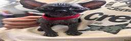 Sphynx cats for sale: Canadian x Elf Sphynx Kittens - Advert 11