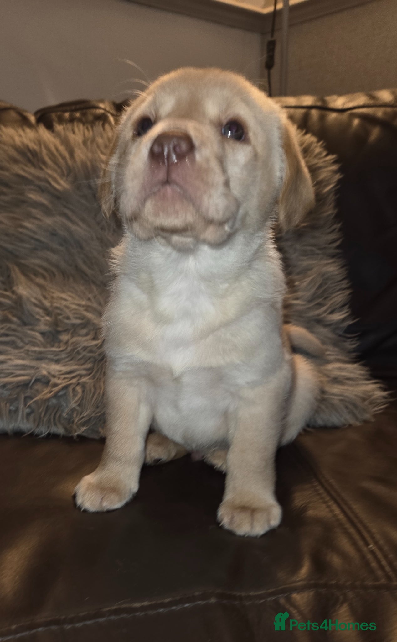 Labrador Retriever dogs Kc Registered quality labrador BOYS AVAILABLE  - Advert 9