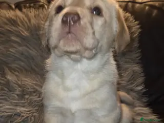 Labrador Retriever dogs Kc Registered quality labrador BOYS AVAILABLE - Advert 8