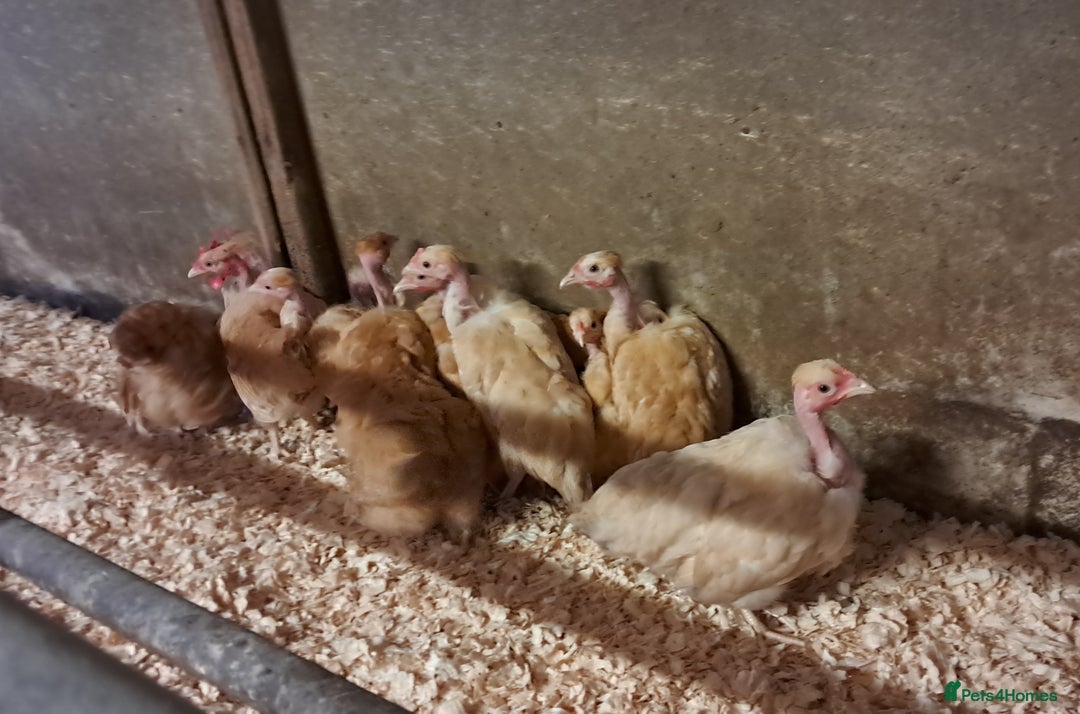 Chickens poultry for sale: Naked Neck Bantams chicks/growers in York - Image 1