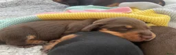 Miniature Dachshund dogs for sale: 3 beautiful girls  - Advert 19