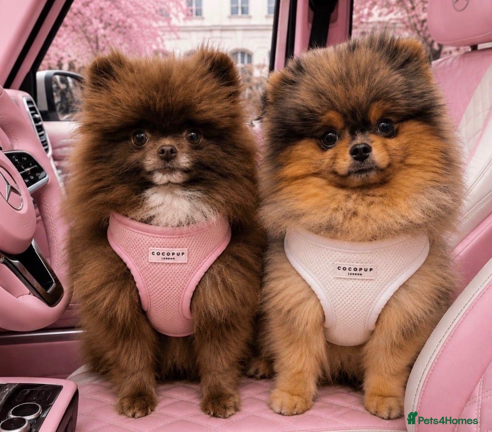 Pomeranian dogs **Only 1 pup left** - Advert 2