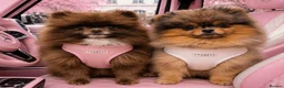 Pomeranian dogs for sale: 🧸 Quality looking teddy faced Pomeranians 🐶🫶🏼 - Advert 6