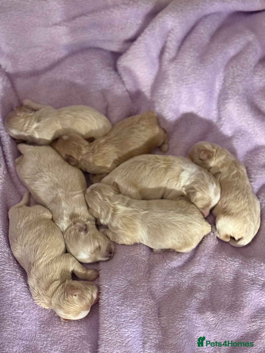 Maltipoo dogs for sale: BEAUTIFUL F1 MALTIPOO PUPPIES  - Image 2