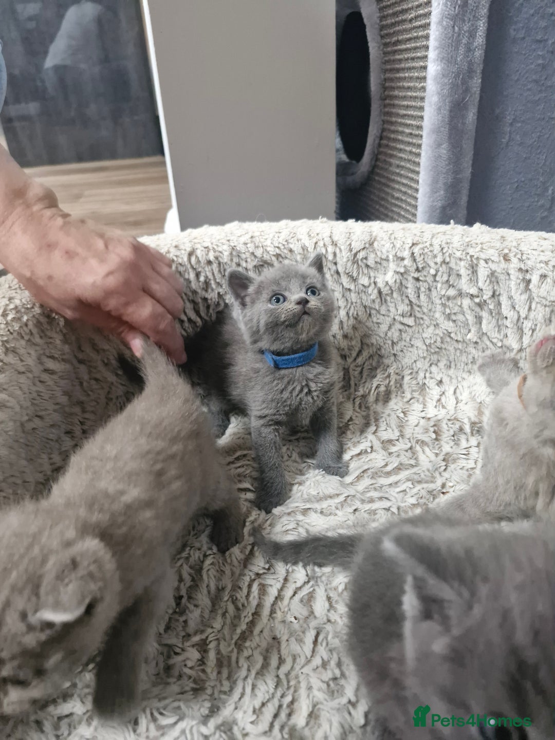 British Shorthair cats for sale: British blue and lilac shorthair - Image 7