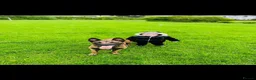Belgian Shepherd Dog dogs for sale: Belgian Malinois Male Leeds - Advert 3