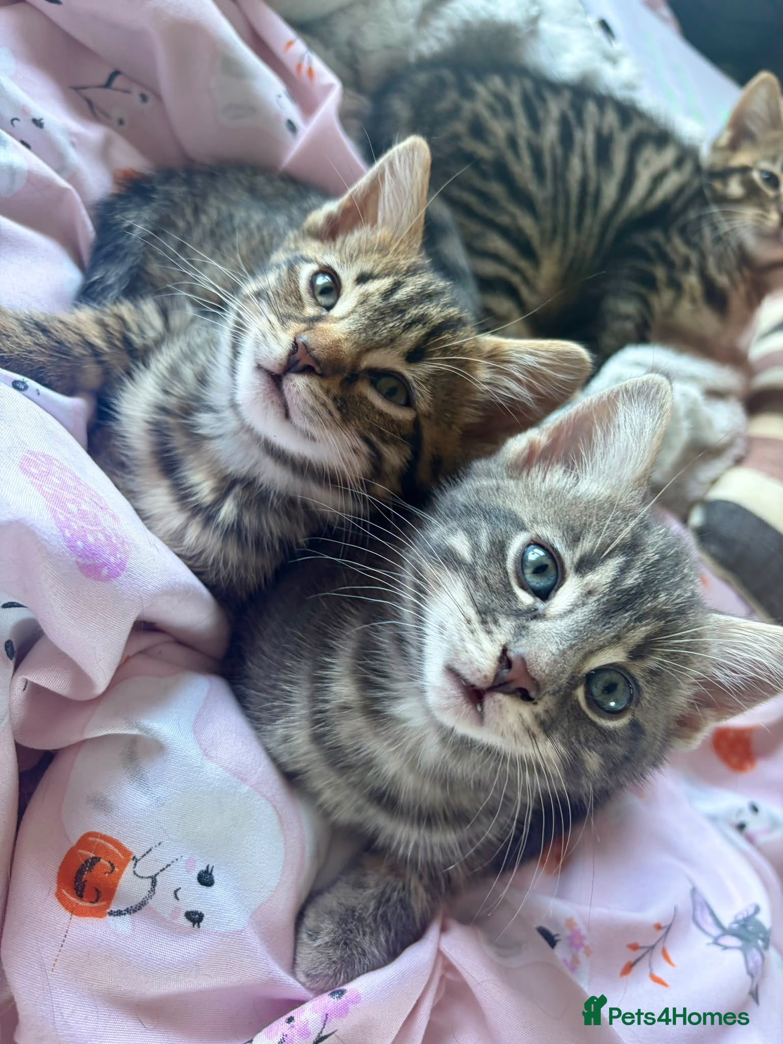 Mixed Breed cats for sale: Beautiful girl tabbies - Advert 3