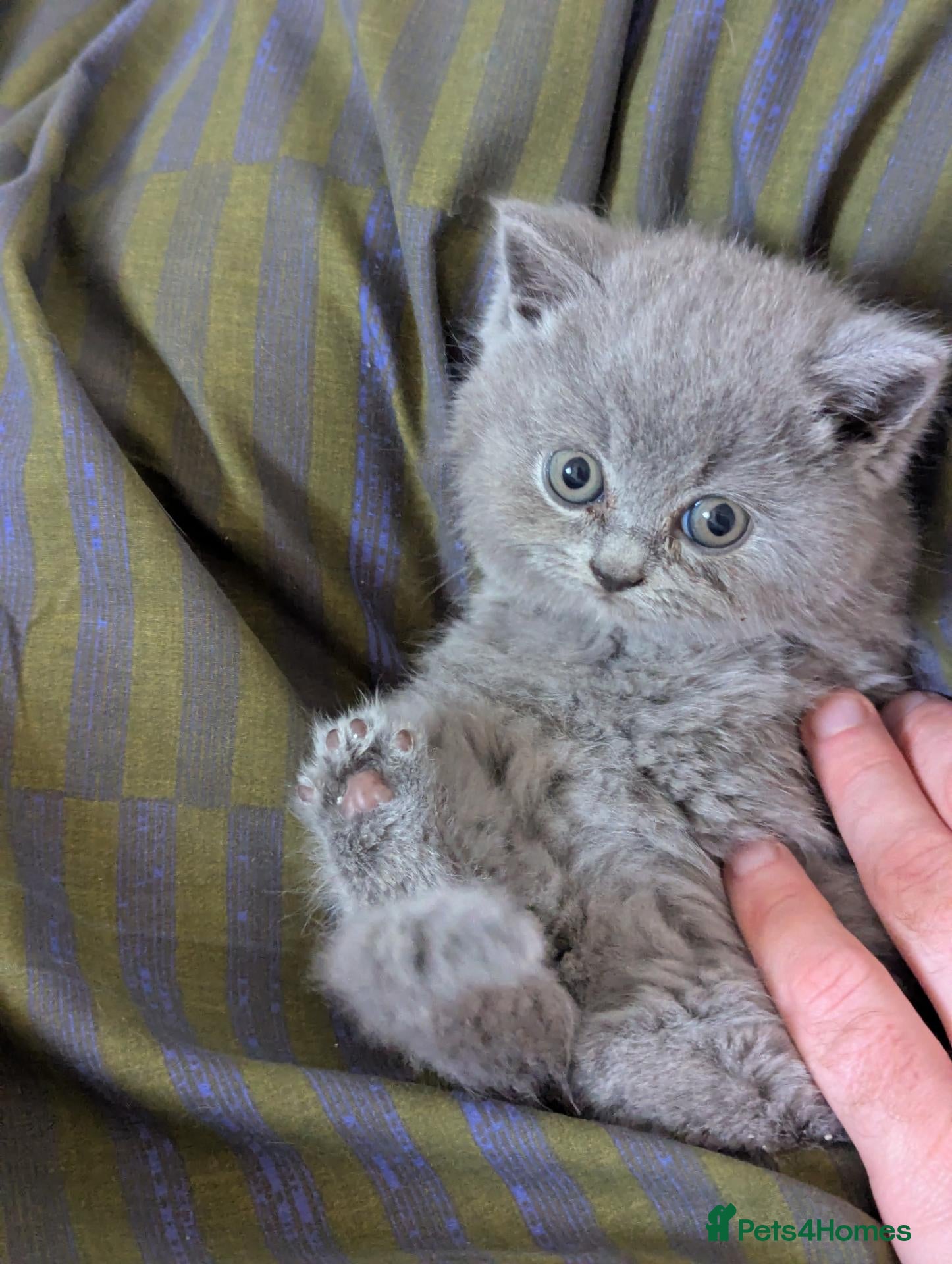British Shorthair cats Beautiful British Shorthairs - Advert 7