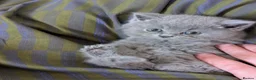 British Shorthair cats for sale: Beautiful British Shorthairs in Blackburn - Advert 4