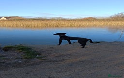 Lurcher dogs for sale: Lurcher dog - Image 5