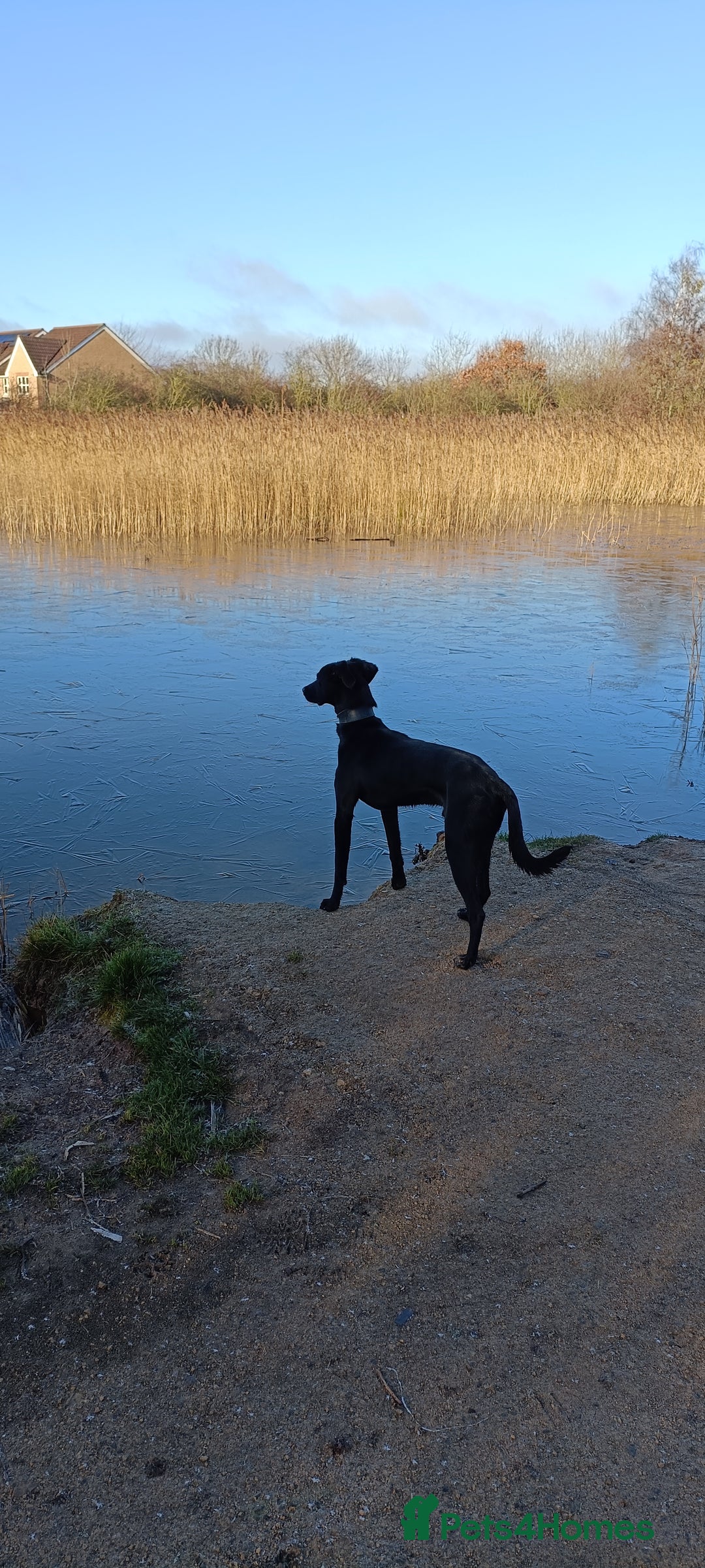 Lurcher dogs for sale: Lurcher dog - Image 5