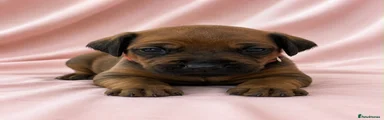 Rhodesian Ridgeback 6