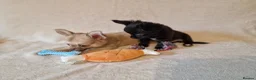 Chihuahua dogs for sale: REDUCED Chihuahua Puppies READY NOW - Advert 18
