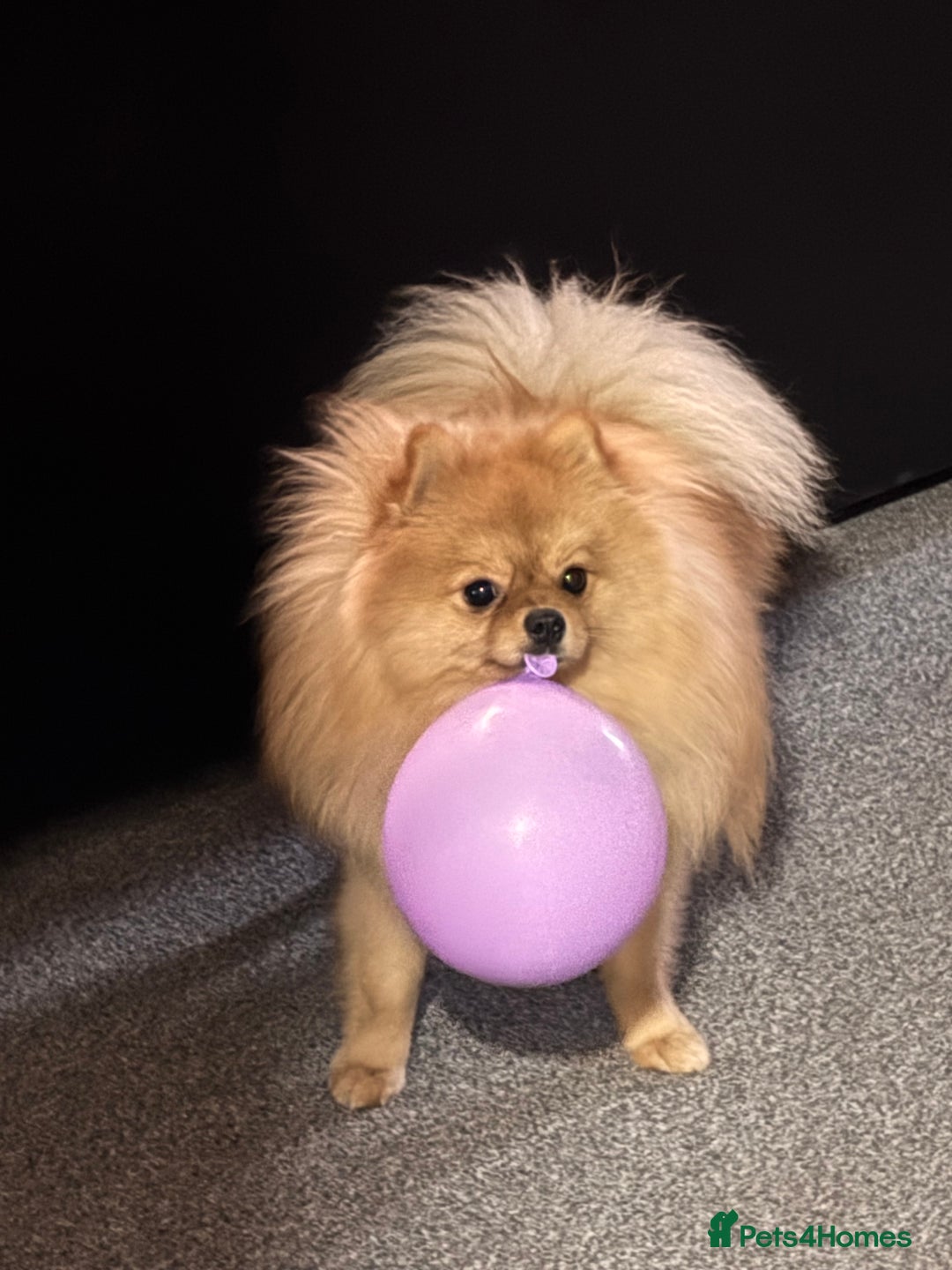 Pomeranian dogs for sale: 1 year old Pomeranian for sale  - Image 3