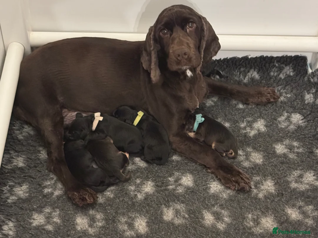 Cockapoo dogs for sale: Cockapoo puppies *1 left* - Advert 2