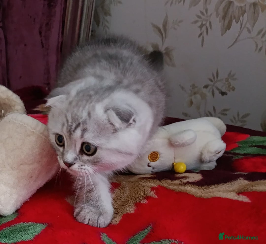 Scottish Fold cats for sale: Scottish Fold kitten  - Advert 20