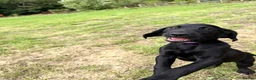 Labrador Retriever dogs for sale: FTCH Drakeshead Labrador boys  in Whiston - Advert 15